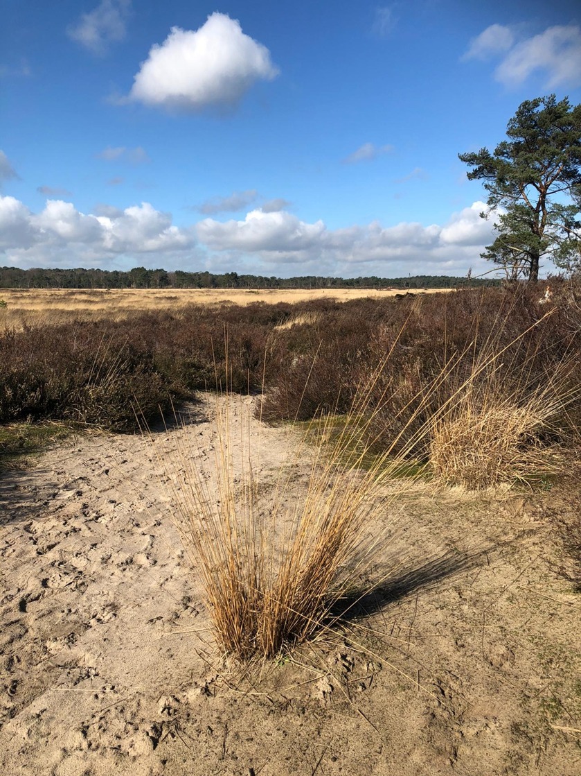 code rood in natuur- en bosgebied