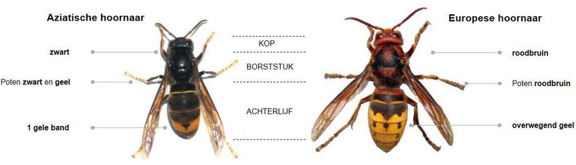 vergelijking Aziatische hoornaar met Europese hoornaar
