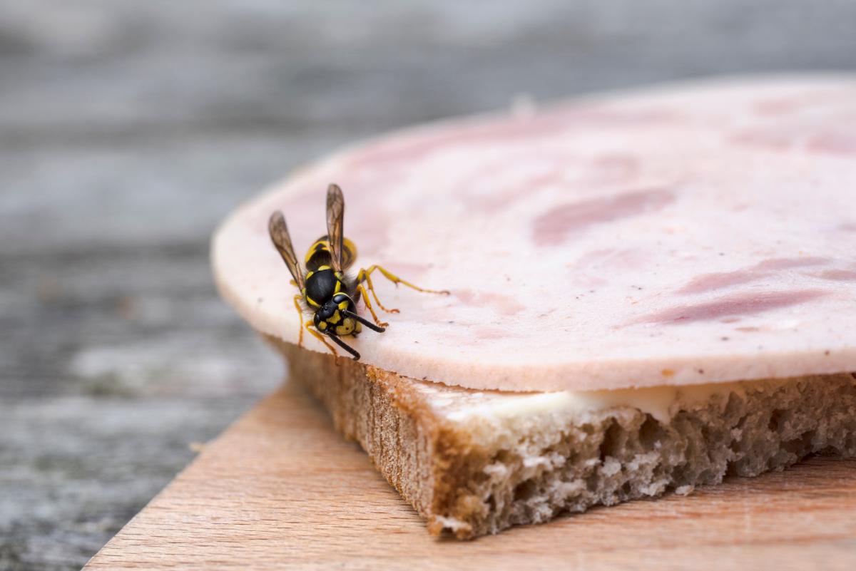 wesp eet mee van boterham met worst