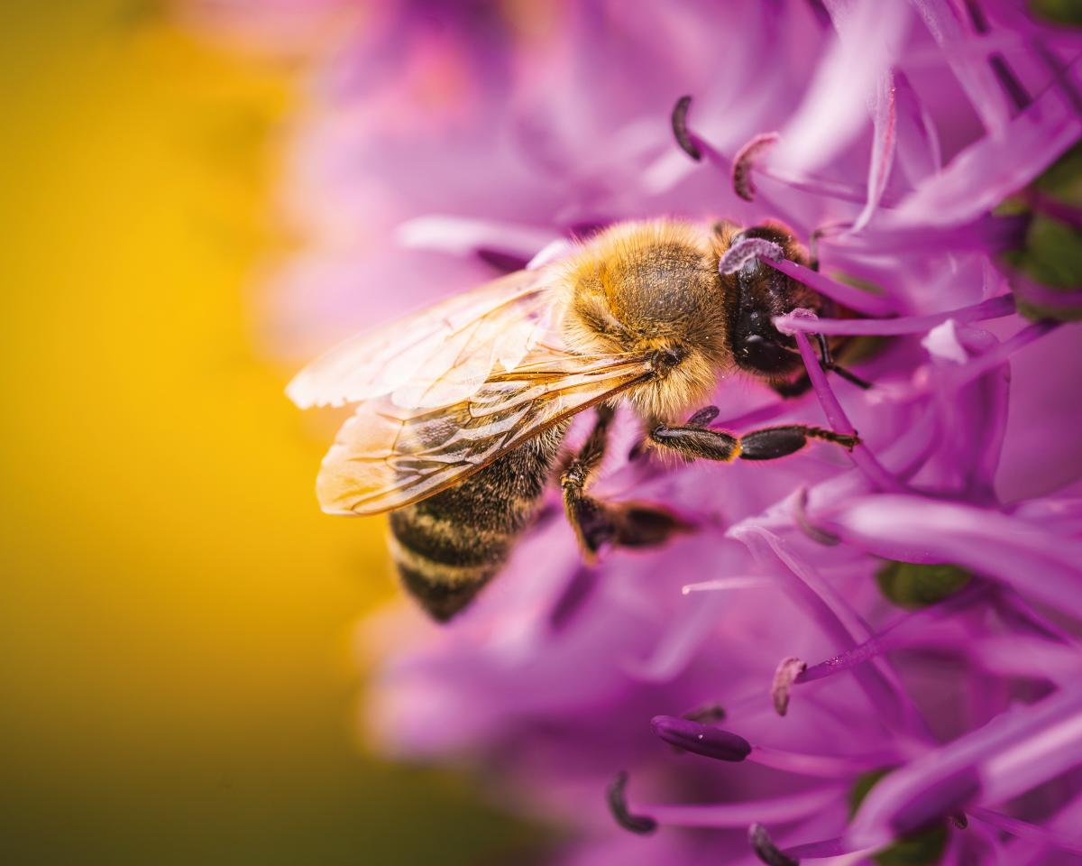 een bij op een paarse bloem