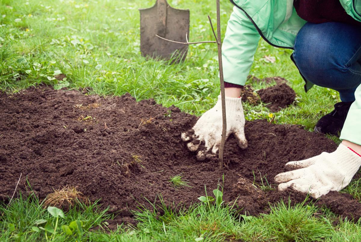 vrouw plant boom aan in tuin