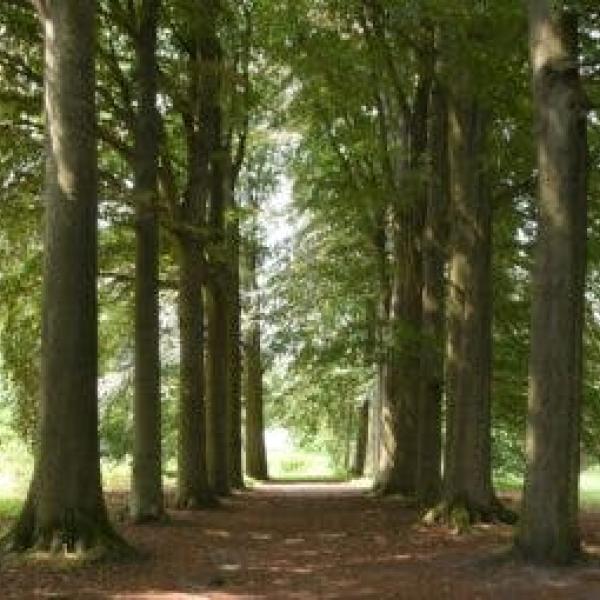 PASAR-zomert - De donkere bossen van de Welvaart te St. Antonius-Zoersel © PASAR