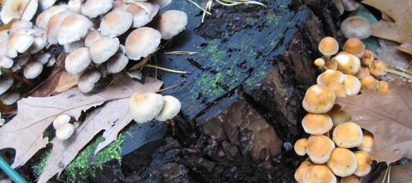 Paddenstoelen op een boomstronk