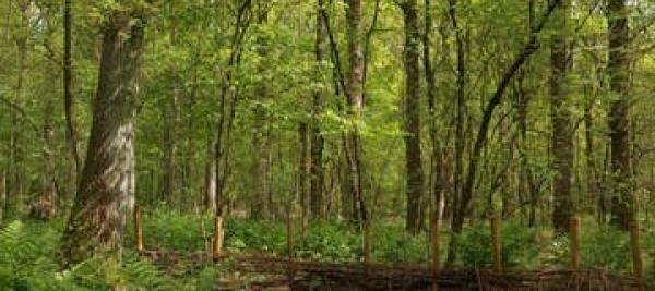 Schatten Van Vlieg in Doezelbos © Monnikenheide
