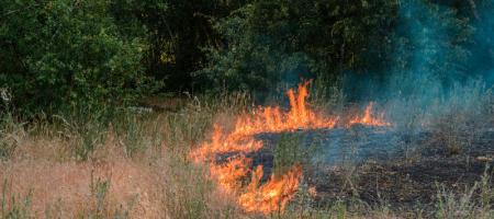 brandend gras naast struikgewas