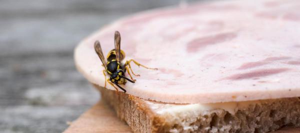wesp eet mee van boterham met worst