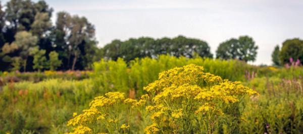 Jakobskruiskruid: de nieuwe distel