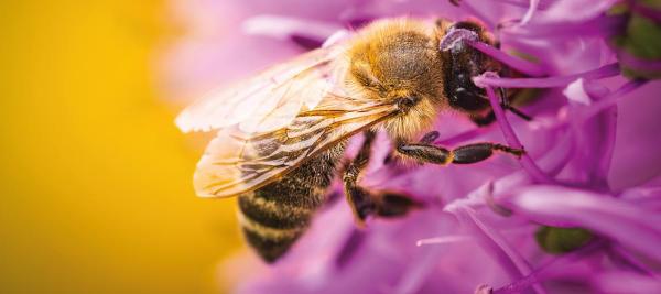 een bij op een paarse bloem