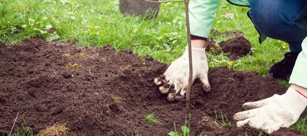 vrouw plant boom aan in tuin