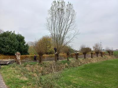 enkele knotters knotten een boom