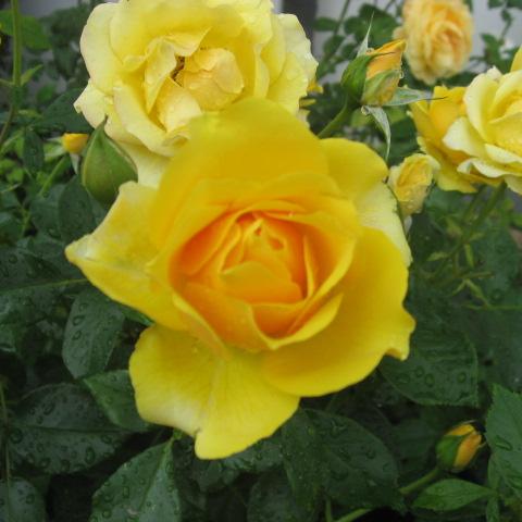 foto met gele rozen 