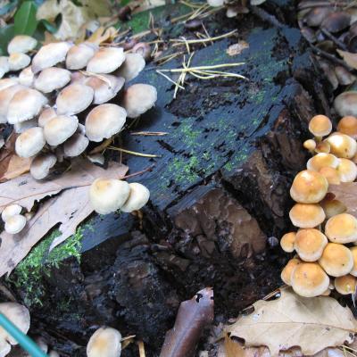 Paddenstoelen op een boomstronk