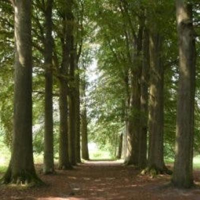 PASAR-zomert - De donkere bossen van de Welvaart te St. Antonius-Zoersel © PASAR